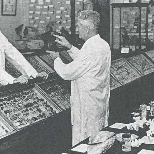 Professor Shankweiler and Professor John Trainor in the Biology Museum, circa 1967.